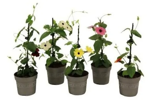 Junai.nl Thunbergia alata gemengde kleuren | per stuk | 30 cm hoog | 10,5 cm pot