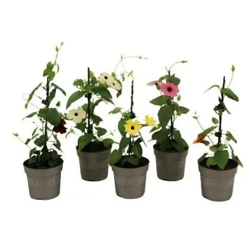 Junai.nl Thunbergia alata gemengde kleuren | per stuk | 30 cm hoog | 10,5 cm pot
