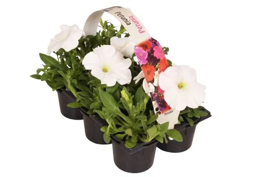 Junai.nl Petunia Wit | tray van 6 stuks | 9 cm pot | 15 cm hoog