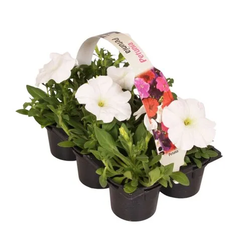 Junai.nl Petunia Wit | tray van 6 stuks | 9 cm pot | 15 cm hoog