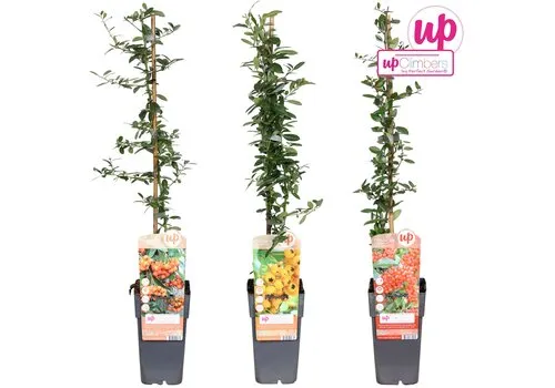 Junai.nl Pyracantha Vuurdoorn | verschillende kleuren bessen | verkoop per stuk | 65 cm hoog | 15 cm pot