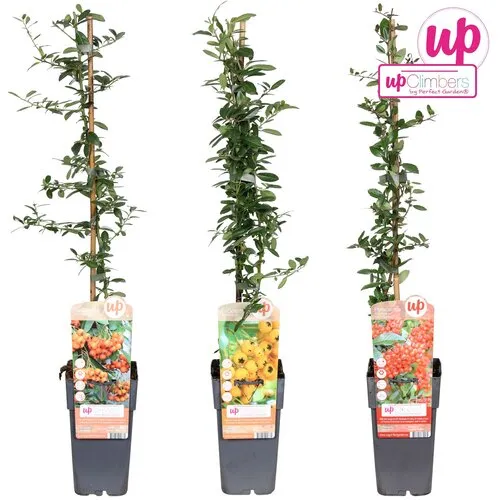 Junai.nl Pyracantha Vuurdoorn | verschillende kleuren bessen | verkoop per stuk | 65 cm hoog | 15 cm pot