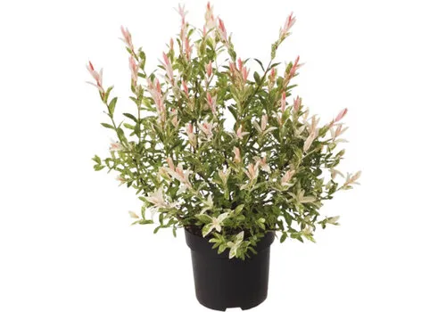 Junai.nl Salix integra 'Flamingo' | Flamingowilg | 50 cm hoog | 19 cm pot