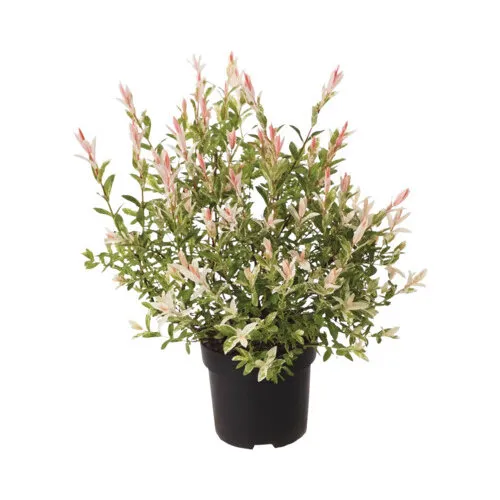 Junai.nl Salix integra 'Flamingo' | Flamingowilg | 50 cm hoog | 19 cm pot