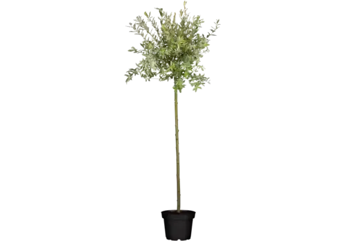 Junai.nl Salix integra Hakuro Nishiki op stam | 80 cm hoog | 17 cm pot