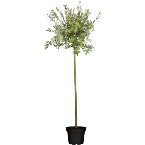 Junai.nl Salix integra Hakuro Nishiki op stam | 80 cm hoog | 17 cm pot