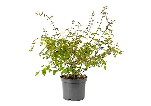 Junai.nl Kolkwitzia amabilis | 55 cm hoog | 15 cm pot