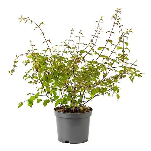 Junai.nl Kolkwitzia amabilis | 55 cm hoog | 15 cm pot