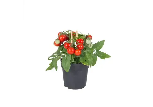 Junai.nl Farmzy Red Love tomatenplant cherrytomaat | 20 cm hoog | 10 cm pot