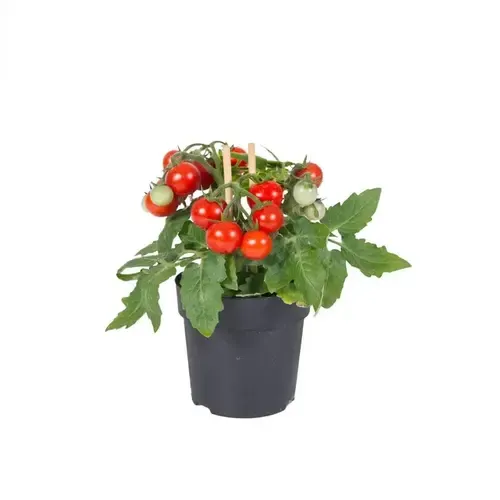 Junai.nl Farmzy Red Love tomatenplant cherrytomaat | 20 cm hoog | 10 cm pot