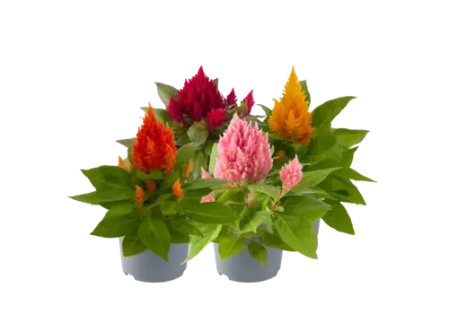 Junai.nl Celosia argentea Plumosa mix | Verkoop per stuk | 18 cm hoog | 10 cm pot