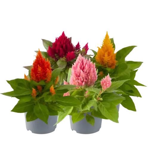 Junai.nl Celosia argentea Plumosa mix | Verkoop per stuk | 18 cm hoog | 10 cm pot