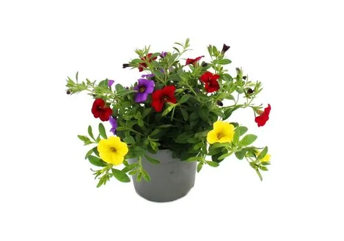 Junai.nl Petunia 'Million Bells' kleurenmix | Verkoop per stuk | 12 cm hoog | 10 cm pot