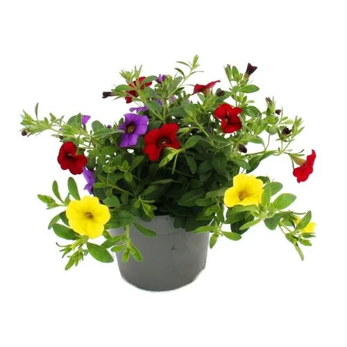 Junai.nl Petunia 'Million Bells' kleurenmix | Verkoop per stuk | 12 cm hoog | 10 cm pot