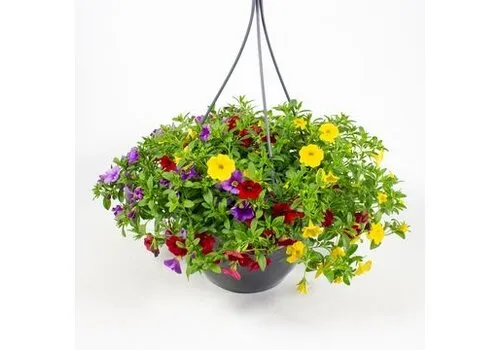 Junai.nl Calibrachoa DUOBELL | 25 cm hangpot | 25 cm hoog