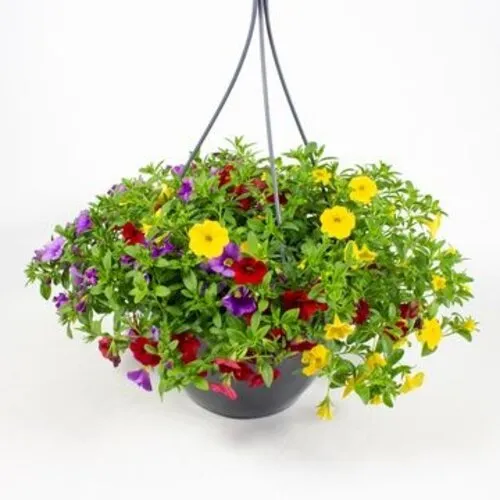 Junai.nl Calibrachoa DUOBELL | 25 cm hangpot | 25 cm hoog