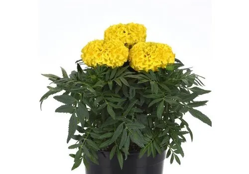 Junai.nl Tagetes erecta Taishan Yellow | afrikaantje | 10 cm pot | ca. 15 cm hoog