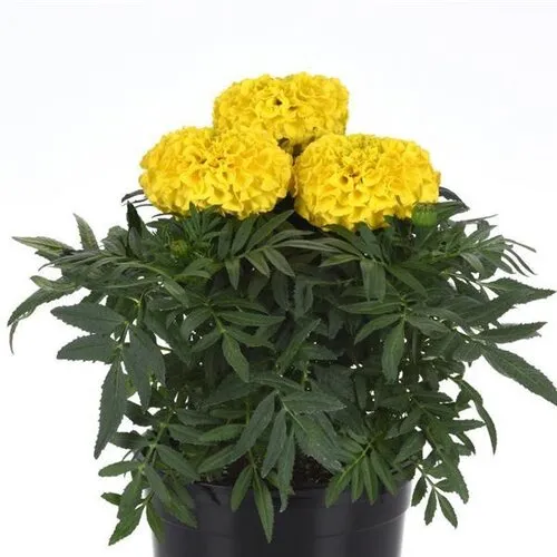 Junai.nl Tagetes erecta Taishan Yellow | afrikaantje | 10 cm pot | ca. 15 cm hoog