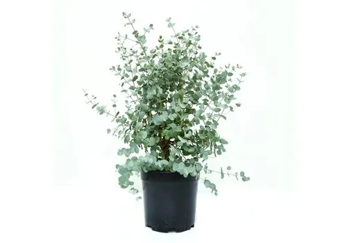 Junai.nl Eucalyptus cinerea Silver Dollar | 35 cm hoog | 17 cm pot