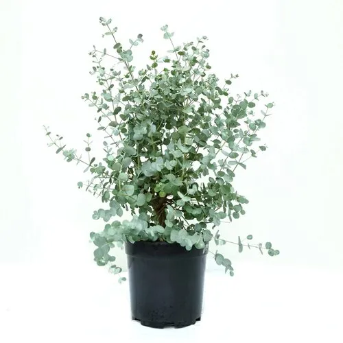 Junai.nl Eucalyptus cinerea Silver Dollar | 35 cm hoog | 17 cm pot