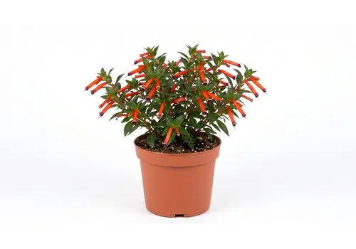 Junai.nl Cuphea ignea | Luciferplant | 16 cm hoog | 10 cm pot