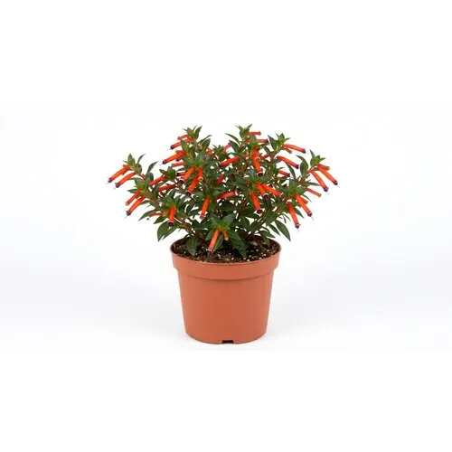 Junai.nl Cuphea ignea | Luciferplant | 16 cm hoog | 10 cm pot