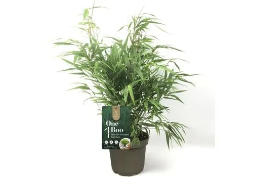 Junai.nl Fargesia One Boo | Niet woekerende bamboe | 30 cm hoog | 14 cm pot