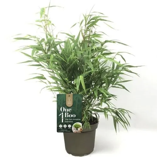 Junai.nl Fargesia One Boo | Niet woekerende bamboe | 30 cm hoog | 14 cm pot