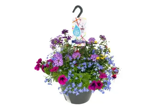 Junai.nl Hanging Basket mix | 27 cm pot | geleverd in hangpot | verkoop per stuk