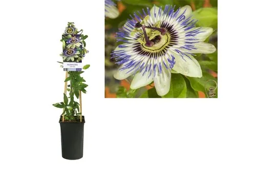 Junai.nl Passiflora caerulea | Blauwe passiebloem | 60 cm hoog | 15 cm pot