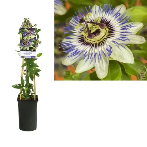 Junai.nl Passiflora caerulea | Blauwe passiebloem | 60 cm hoog | 15 cm pot