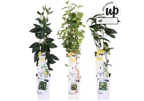 Junai.nl Lonicera MIX | Kamperfoelie mix | 50 cm hoog | 12 cm pot | Verkoop per stuk