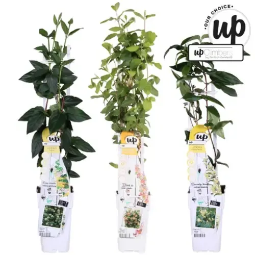 Junai.nl Lonicera MIX | Kamperfoelie mix | 50 cm hoog | 12 cm pot | Verkoop per stuk
