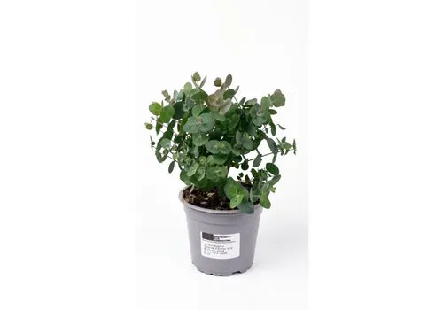 Junai.nl Eucalyptus cinerea | 30 cm hoog | 12 cm pot