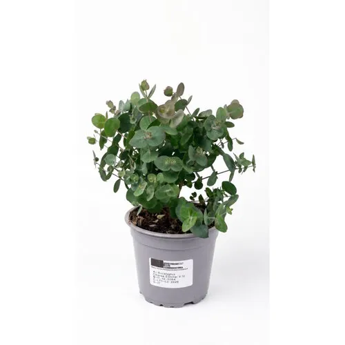 Junai.nl Eucalyptus cinerea | 30 cm hoog | 12 cm pot