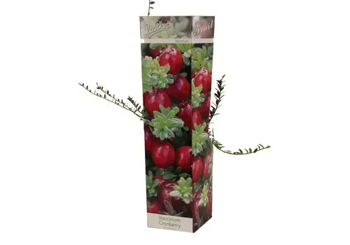 PatioPlant Vaccinium Cranberry | Veenbes | 35 cm hoog | 9 cm pot