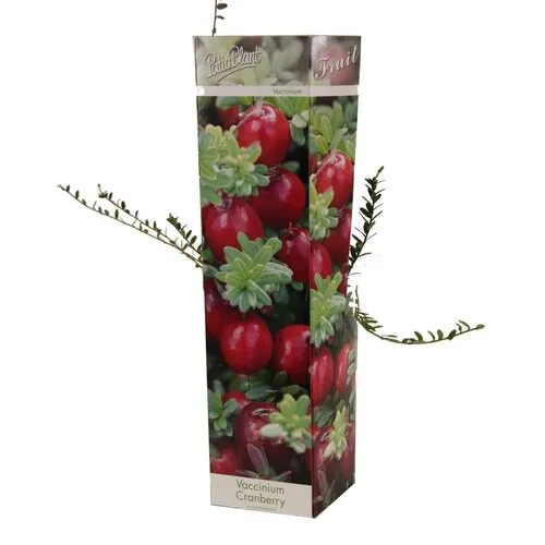 PatioPlant Vaccinium Cranberry | Veenbes | 35 cm hoog | 9 cm pot