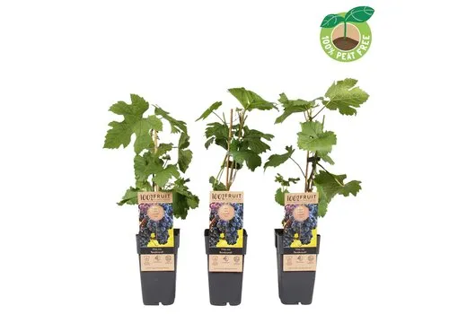 Junai.nl Vitis vinifera Rembrandt | Blauwe druif | 50 cm hoog | 15 cm pot