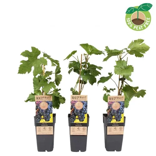 Junai.nl Vitis vinifera Rembrandt | Blauwe druif | 50 cm hoog | 15 cm pot