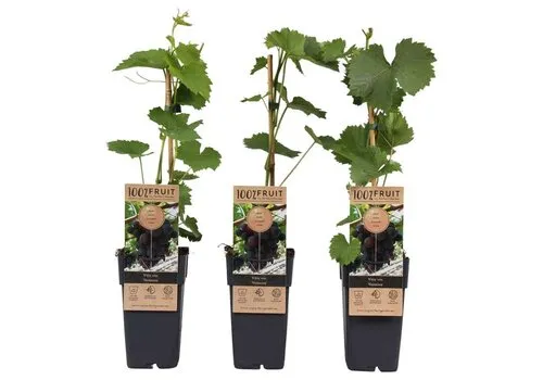 Junai.nl Vitis vinifera 'Vanessa' | Blauwe druif | 50 cm hoog | 15 cm pot
