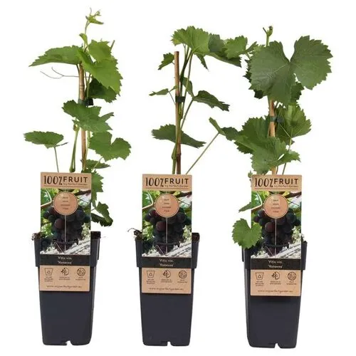 Junai.nl Vitis vinifera 'Vanessa' | Blauwe druif | 50 cm hoog | 15 cm pot