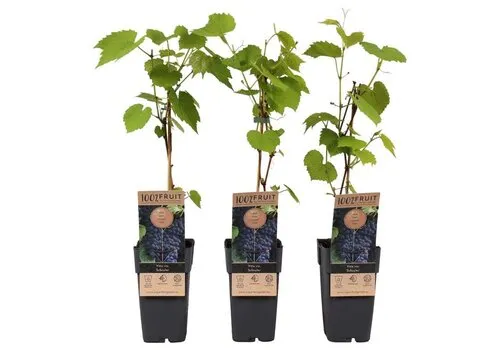 Junai.nl Vitis vinifera Schuyler | Blauwe druif | 50 cm hoog | 15 cm pot
