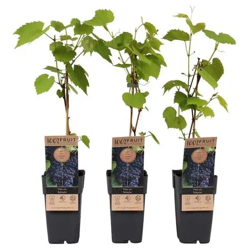 Junai.nl Vitis vinifera Schuyler | Blauwe druif | 50 cm hoog | 15 cm pot