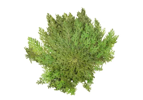 Junai.nl Rose van Jericho | Selaginella lepidophylla | 20 tot 25 cm