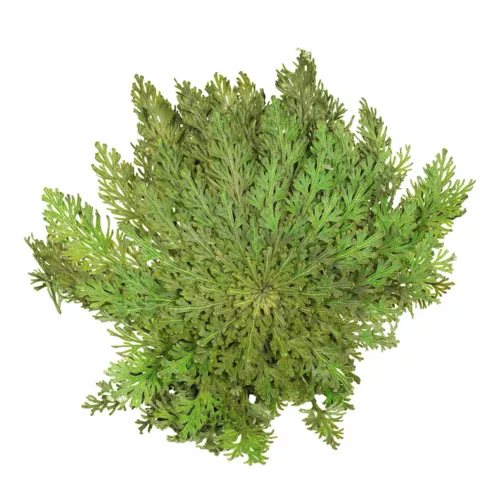 Junai.nl Rose van Jericho | Selaginella lepidophylla | 20 tot 25 cm