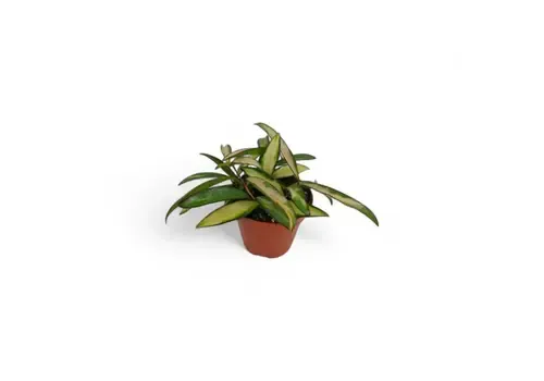 Junai.nl Hoya wayetii 'Tricolor' | 14 cm pot | 20 cm hoog