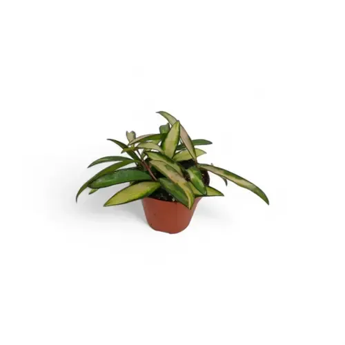 Junai.nl Hoya wayetii 'Tricolor' | 14 cm pot | 20 cm hoog