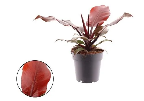 Junai.nl Philodendron Cherry Red | 5 cm pot | 18 cm hoog