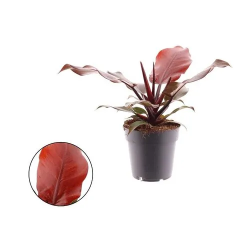Junai.nl Philodendron Cherry Red | 5 cm pot | 18 cm hoog