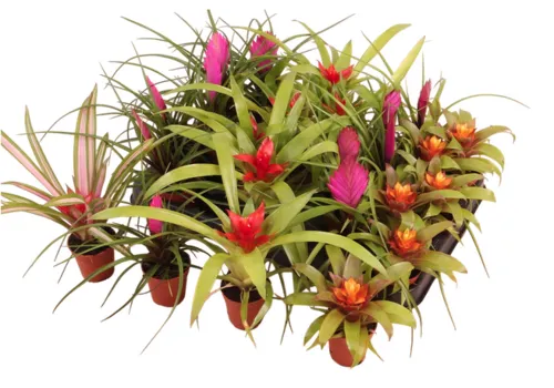 Junai.nl Bromelia Gemengd | 5 cm pot | 17 cm | per stuk